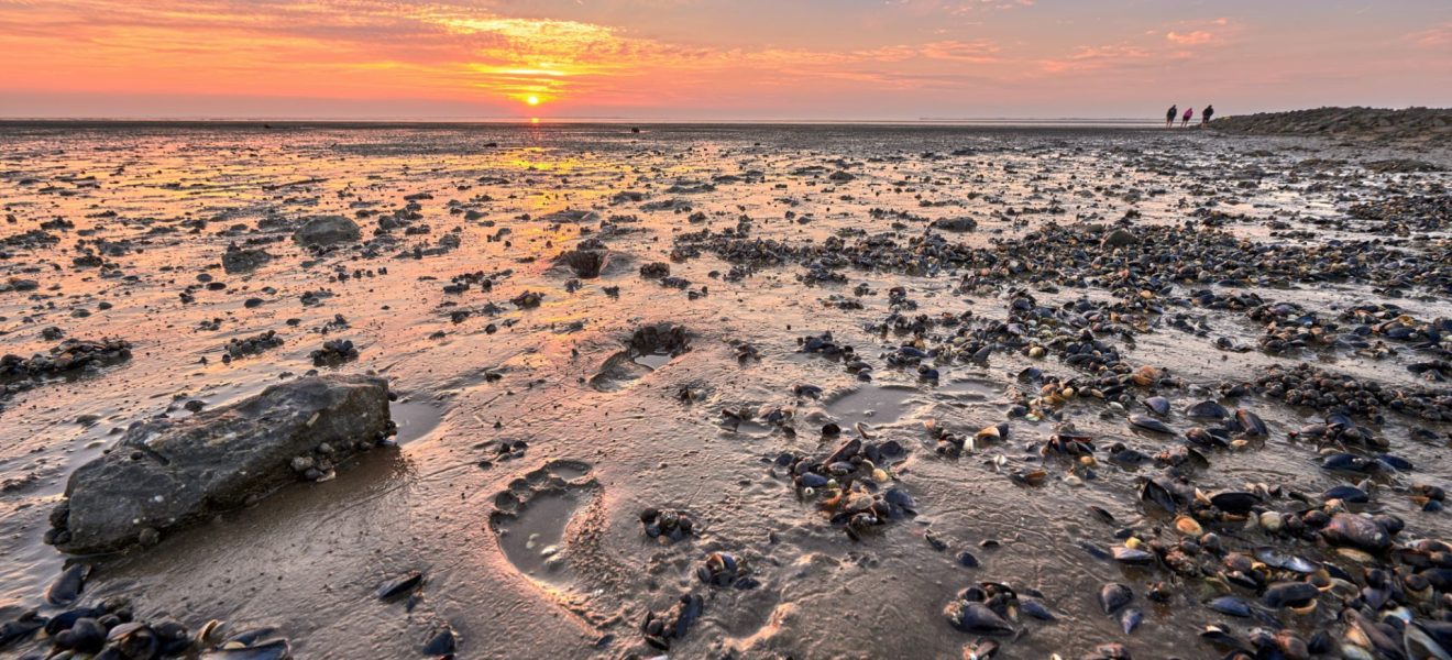 Wattenmeer (Foto: Wiebke Leverenz)